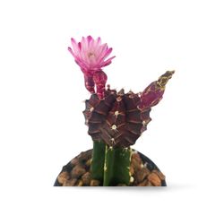 Gymnocalycium Mihanovichii Var
