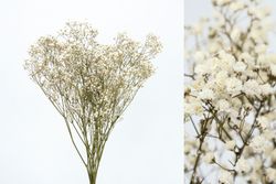 Gypsophila Grande Preservada