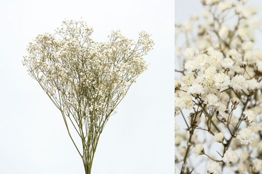 Gypsophila Grande Preservada