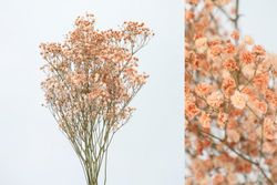 Gypsophila Grande Preservada