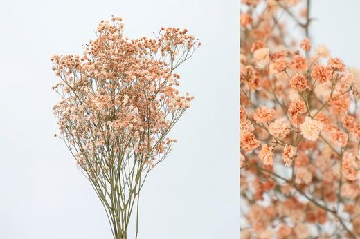 Gypsophila Grande Preservada