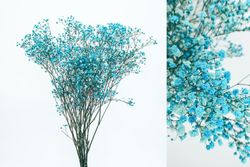 Gypsophila Grande Preservada