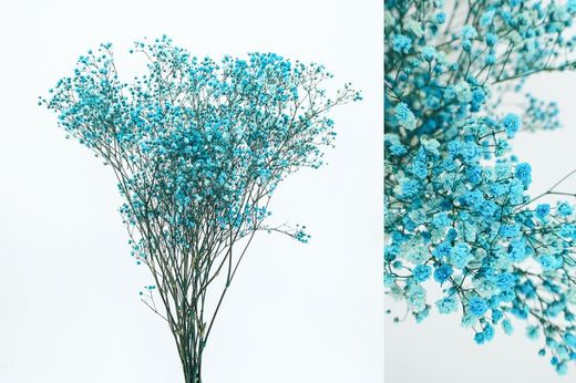 Gypsophila Grande Preservada