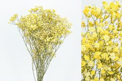 Gypsophila Grande Preservada