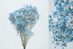 Gypsophila Grande Preservada