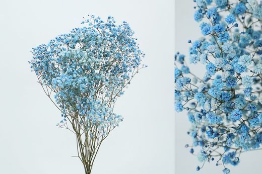 Gypsophila Grande Preservada
