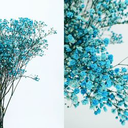 Gypsophila Grande Preservada