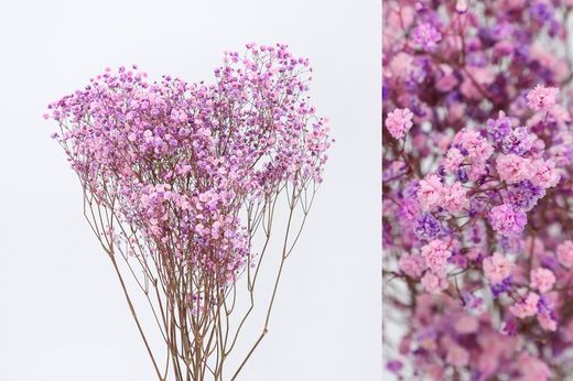 Gypsophila Grande Preservada