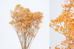 Gypsophila Grande Preservada