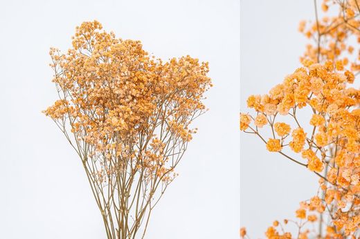 Gypsophila Grande Preservada