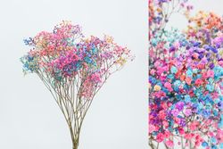 Gypsophila Grande Preservada