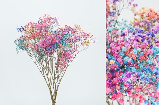 Gypsophila Grande Preservada