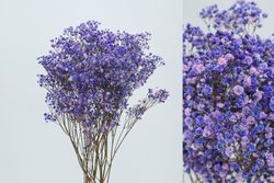 Gypsophila Grande Preservada