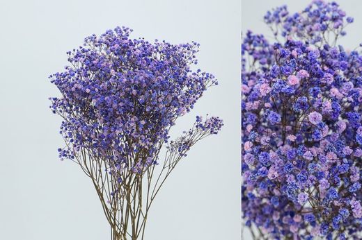 Gypsophila Grande Preservada