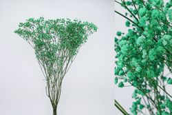 Gypsophila Grande Preservada