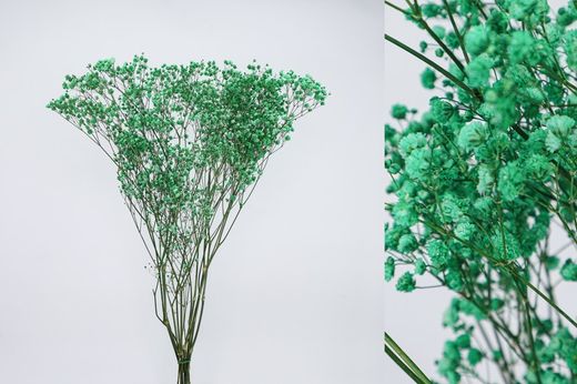 Gypsophila Grande Preservada