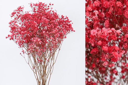 Gypsophila Grande Preservada
