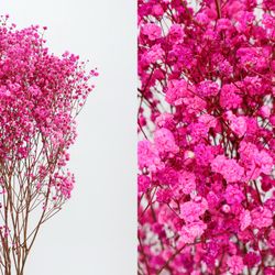 Gypsophila Grande Preservada