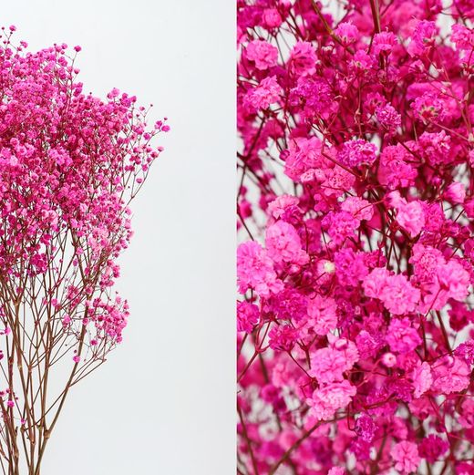 Gypsophila Grande Preservada