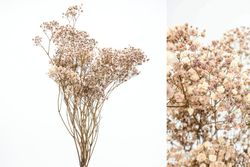 Gypsophila Grande Preservada