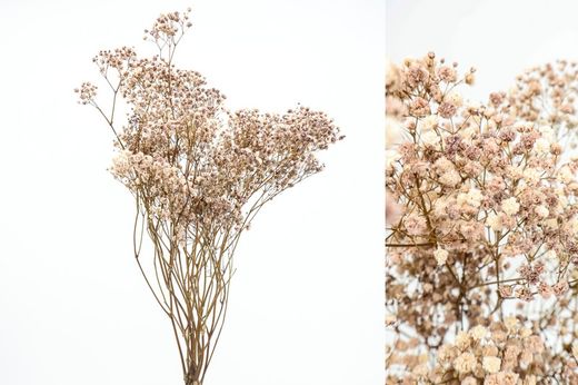 Gypsophila Grande Preservada