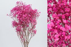Gypsophila Grande Preservada