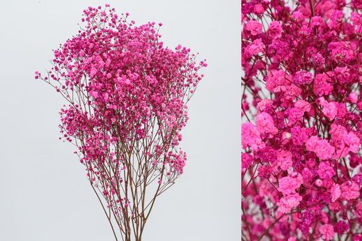 Gypsophila Grande Preservada