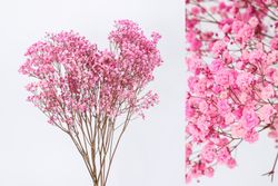 Gypsophila Grande Preservada