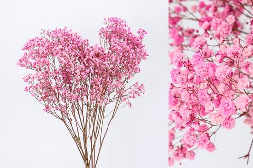 Gypsophila Grande Preservada