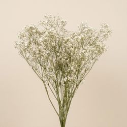 Gypsophila Gran Preservada