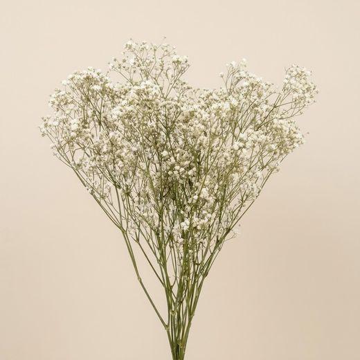Gypsophila Grande Preservada