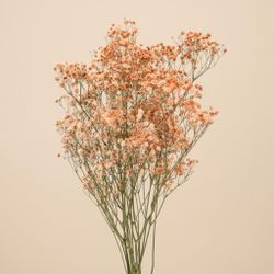 Gypsophila Gran Preservada