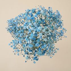 Gypsophila Gran Preservada