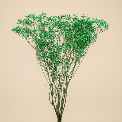 Gypsophila Gran Preservada