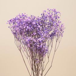 Gypsophila Gran Preservada