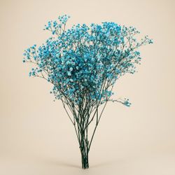 Gypsophila Gran Preservada