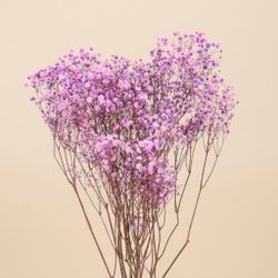 Gypsophila Gran Preservada