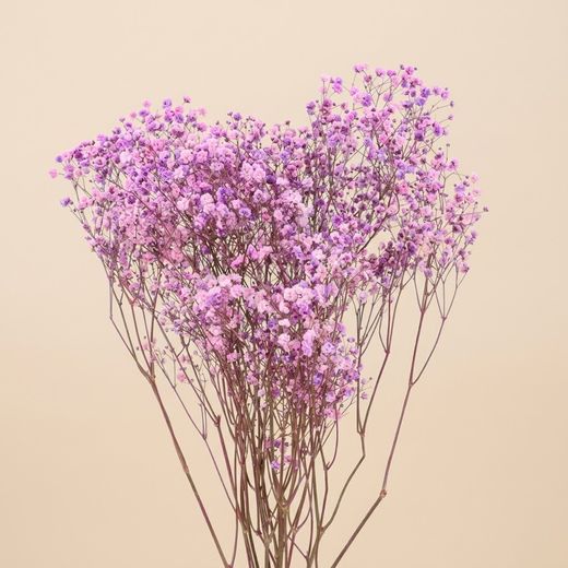 Gypsophila Gran Preservada