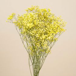 Gypsophila Gran Preservada