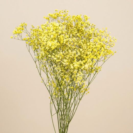 Gypsophila Gran Preservada