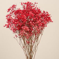 Gypsophila Gran Preservada