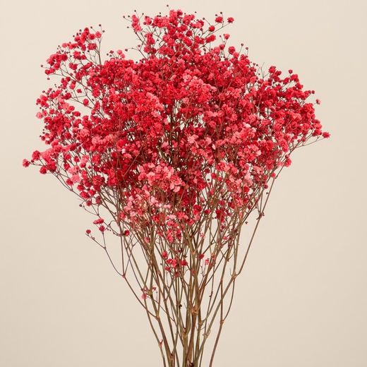Gypsophila Gran Preservada