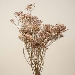 Gypsophila Gran Preservada