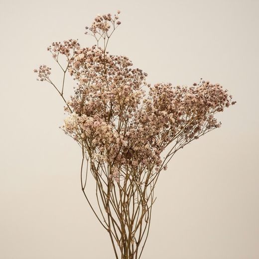 Gypsophila Gran Preservada