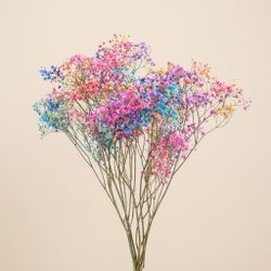 Gypsophila Gran Preservada