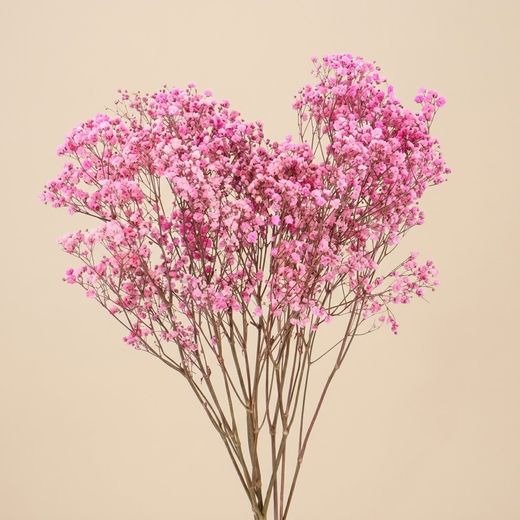 Gypsophila Gran Preservada