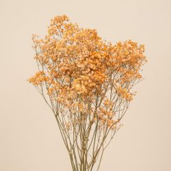 Gypsophila Gran Preservada
