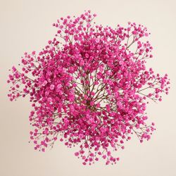 Gypsophila Gran Preservada