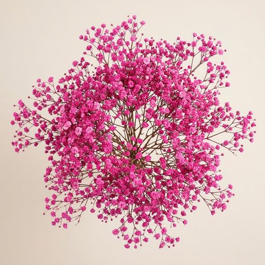 Gypsophila Gran Preservada