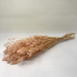 Gypsophilla MG Prservada